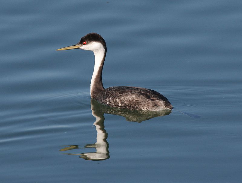 Western_grebe__16