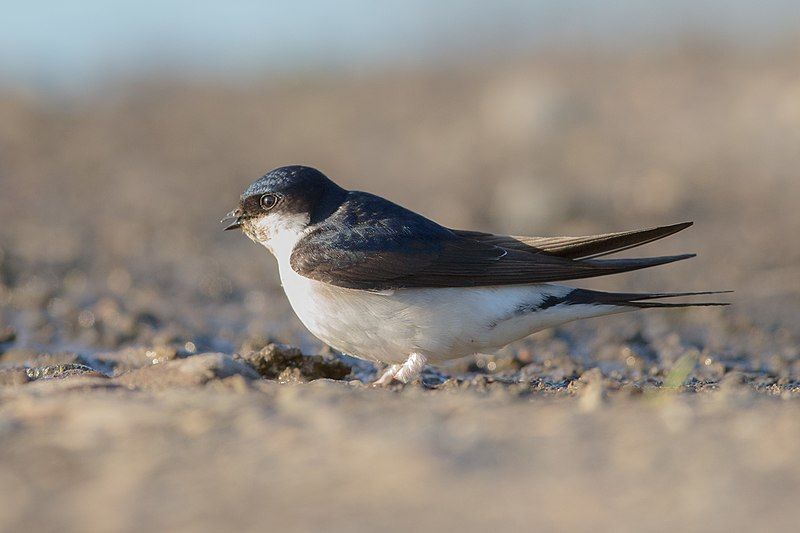 Western_house_martin__4