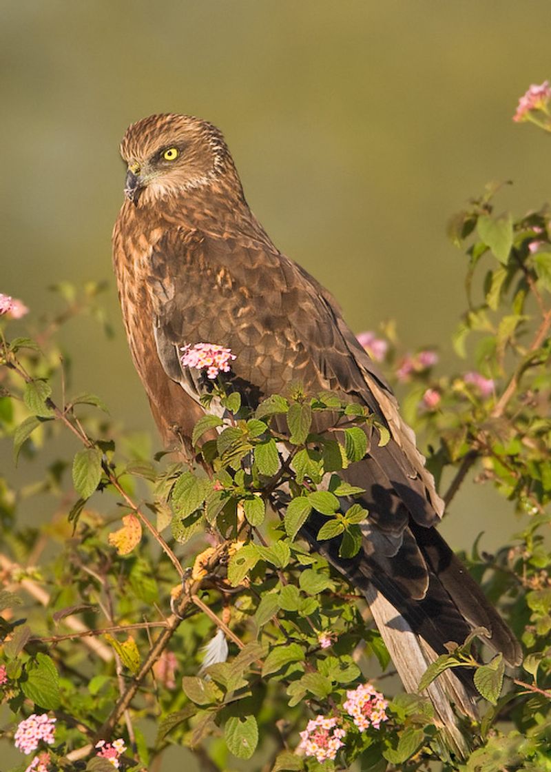 Western_marsh_harrier__15