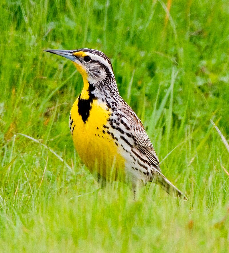 Western_meadowlark__8