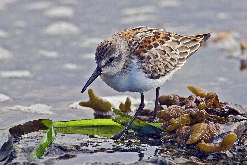 Western_sandpiper__10