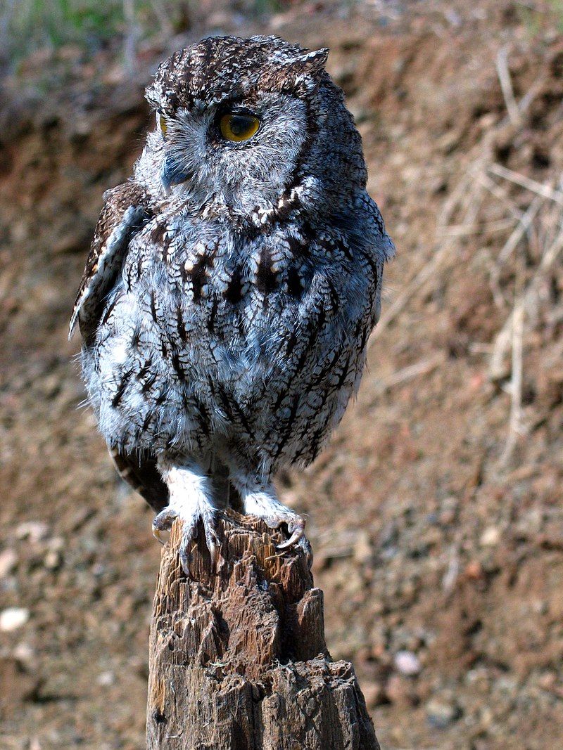 Western_screech_owl__21