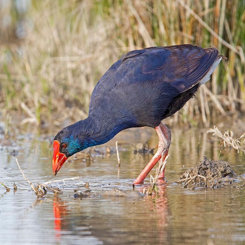 Western_swamphen__1