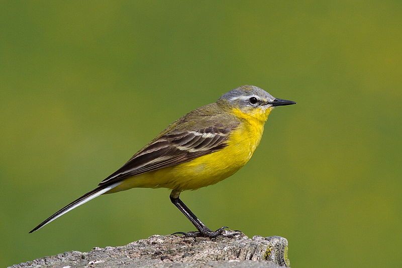 Western_yellow_wagtail__8