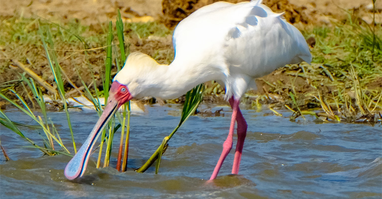 Wetlands