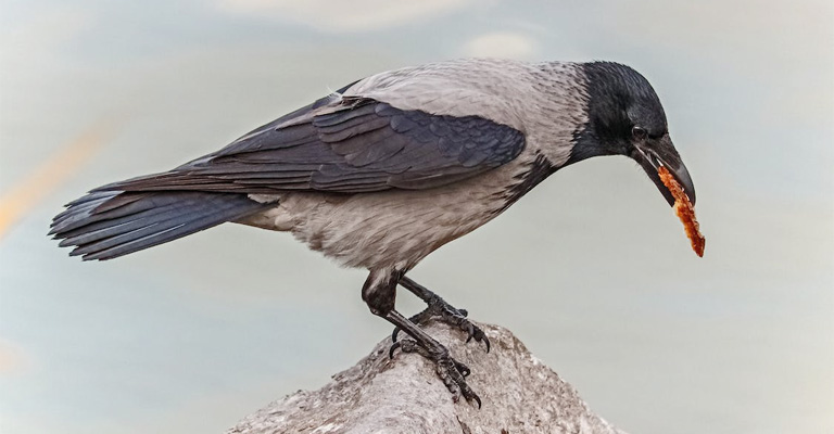 What Are Some Common Myths About Crows