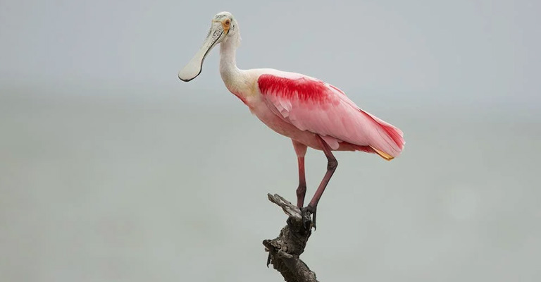 What Are The Characteristics Of A Spoonbill