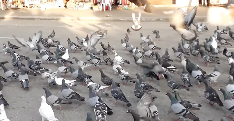 What Are the Benefits of Feeding Pigeons