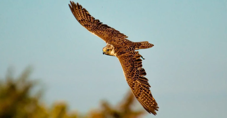 What Are the Biggest Threats to Peregrine Falcons