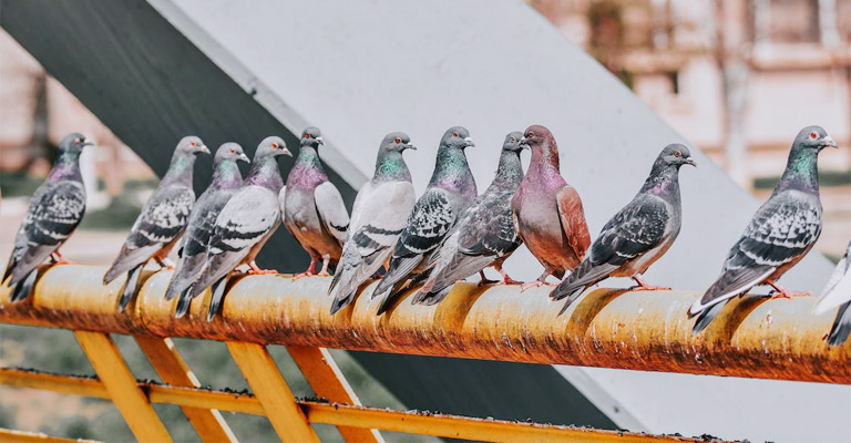 What Are the Laws Regarding Raising Pigeons in California