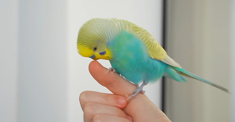 What Behaviors Make Pet Birds Love Their Owners