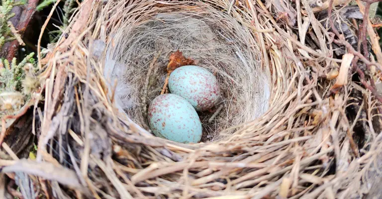 What Bird Throws Other Eggs Out Of The Nest