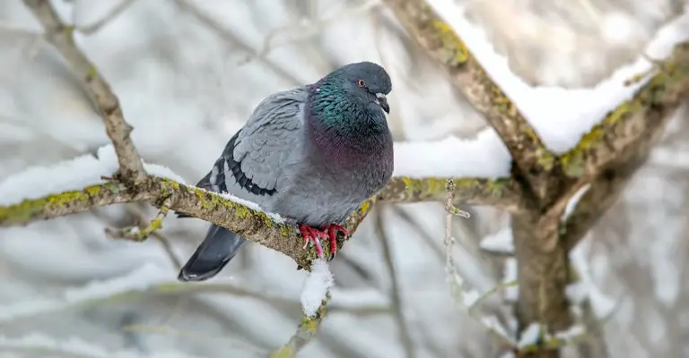 What Can You Do to Keep a Bird's Feet Warm in Cold Weather