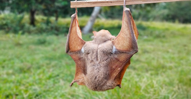 What Class Of Animal Is A Bat In