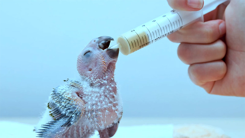 How to Take Care of a Baby Bird