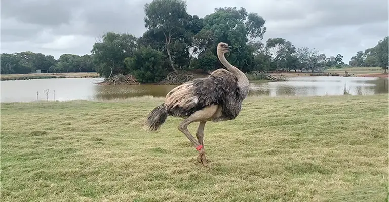 What Do Ostriches Do When It Rains