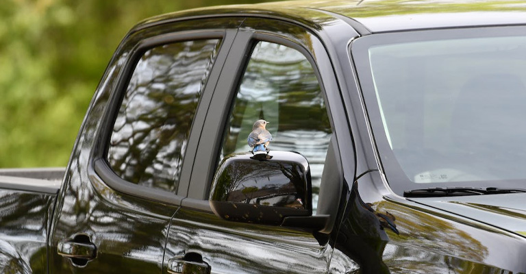 What Does It Mean If A Bird Flies On The Inside Of Your Car Window