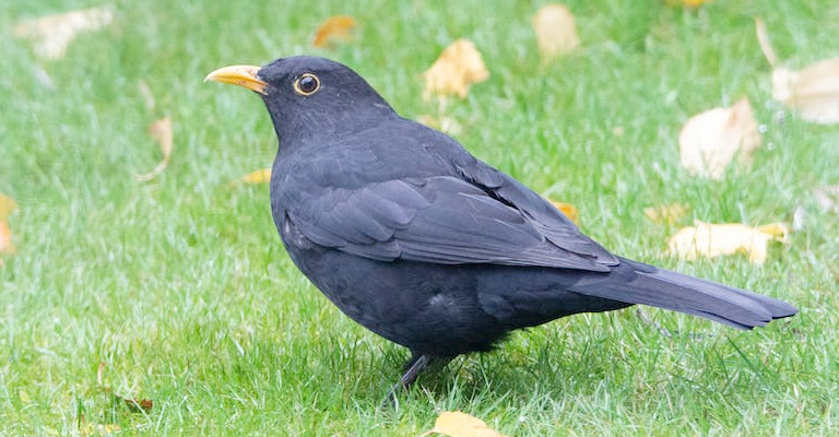 What Does It Mean To See A Black Bird-Like Figure Every Day