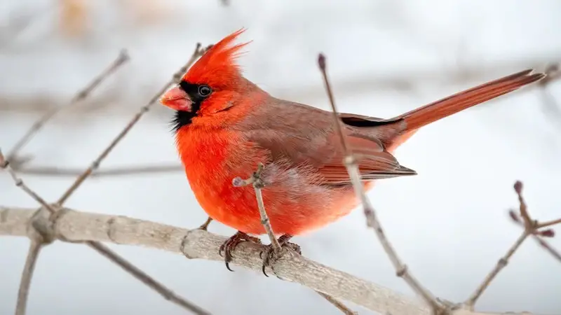 What Does It Mean When You See a Red Bird