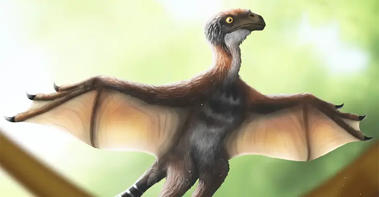 What Evidence Indicates That Birds Evolved From Dinosaurs