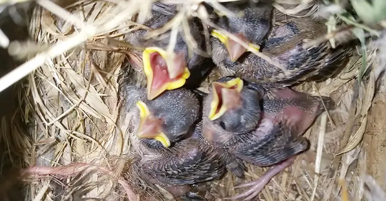What Happens If a Baby Bird Doesn’t Poop