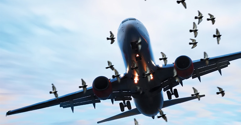 What Happens When A Bird Strikes A Plane