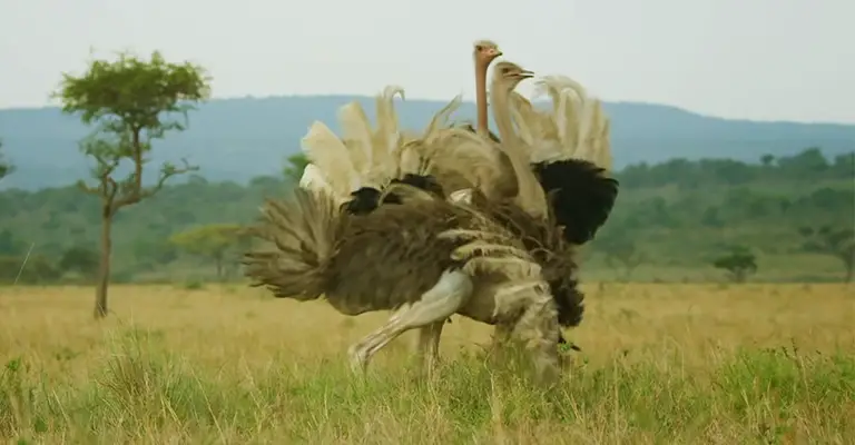 What Happens When Ostriches Fight Each Other