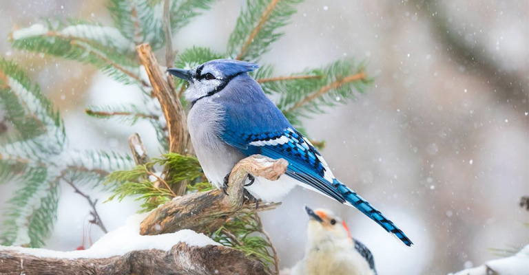 What Happens to Birds When It's Freezing Outside