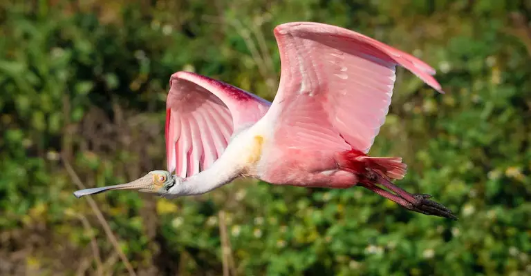 What Is The Natural Habitat Of Spoonbills