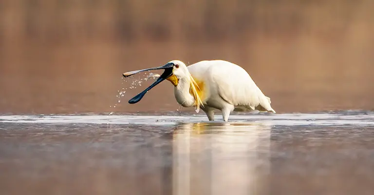 What Is The Use Of Spoonbill Beaks