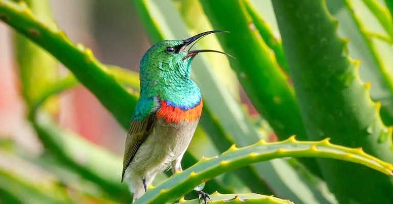 What Makes Hummingbirds Whistle