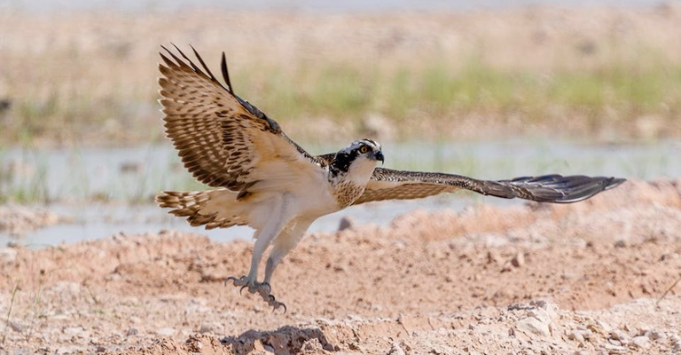 What Makes Peregrine Falcons So Widespread