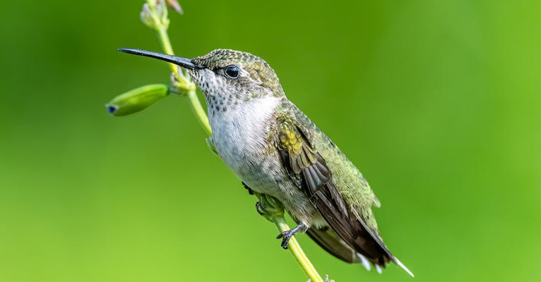 What Makes Them Produce Those Distinctive Whistling Sounds