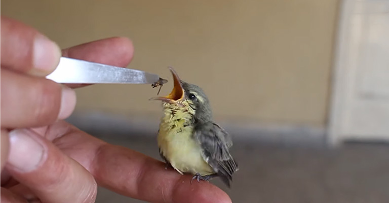 What Not to Offer When Feeding Baby Birds