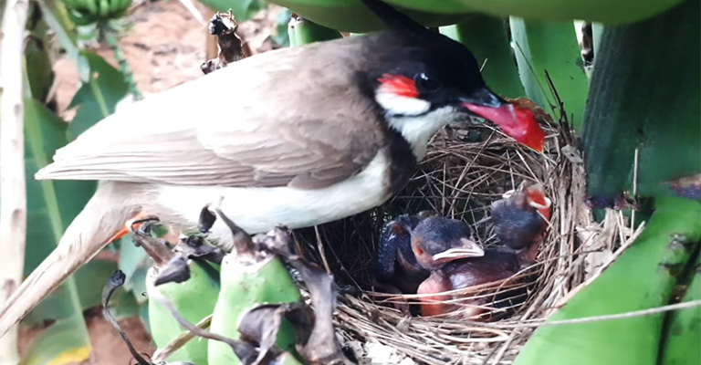 Reduced Nest Visits