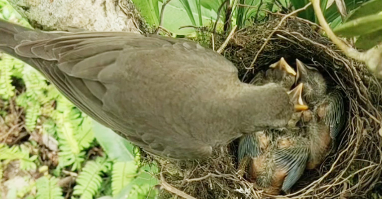 What Other Animals Eat Their Babies' Poop