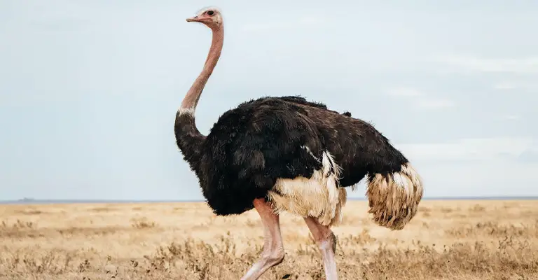 What Other Things Ostriches Do When Scared or Threatened