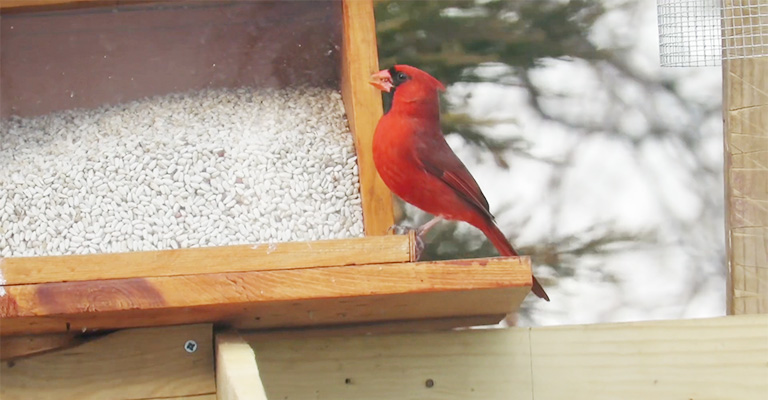 What Things Will Keep Cardinals Away From Hogging My Bird Feeders