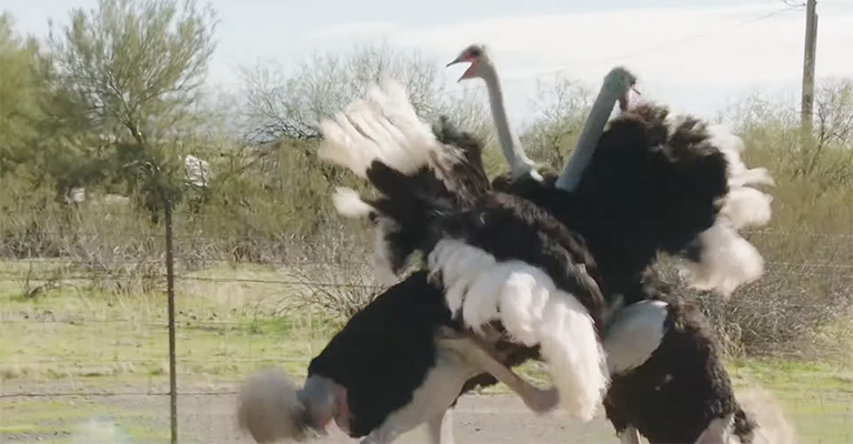 What To Do When Ostriches Fight With Each Other