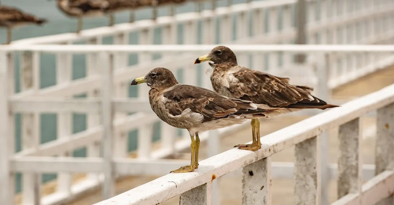 What Traits Shaping Urban Tolerance In Birds Differ Around The World