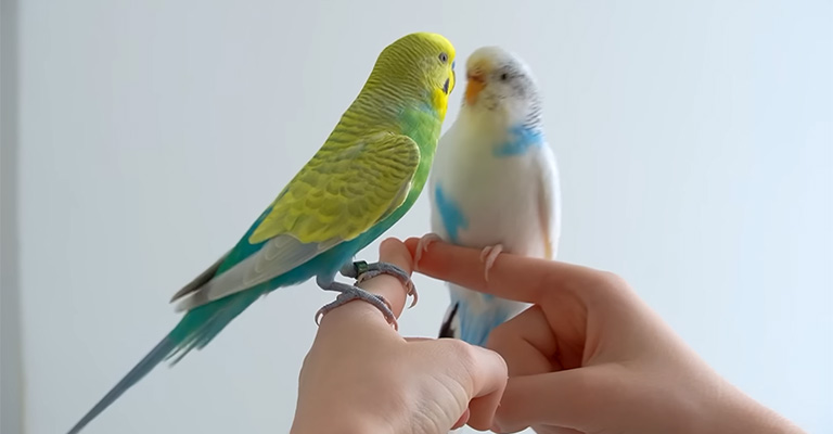 What Should One Consider Before Getting A Pet Bird