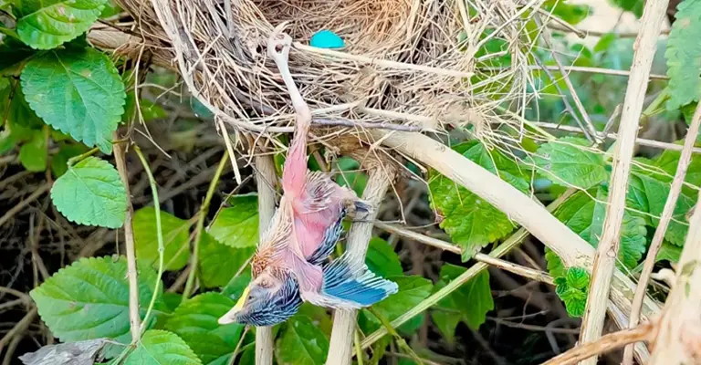 What to Do If Baby Birds Fall Out of Nest