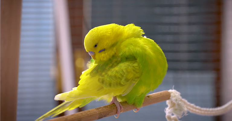 What to Do If My Budgie Is Lifting One Wing