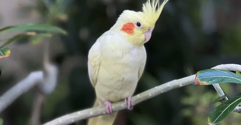 What to Do When Your Cockatiel Flew Away