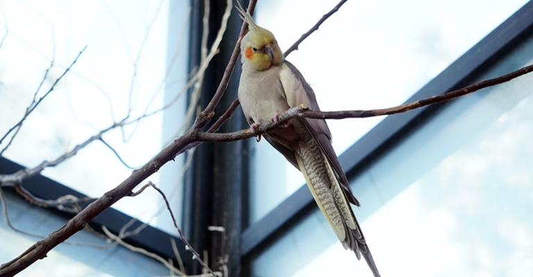 When Your Cockatiel Flew Away: Will It Come Back? What to Do