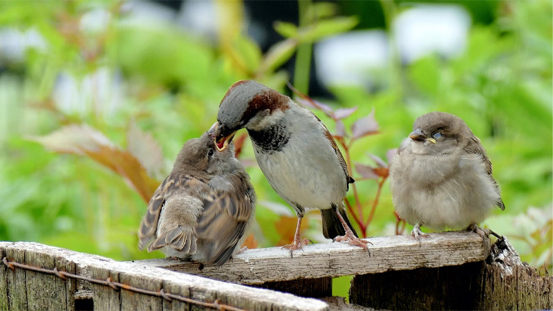 When to Take a Baby Bird to a Wildlife Rehabilitator