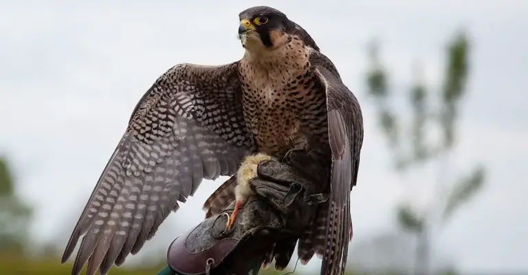Where Are Peregrine Falcons Most Common