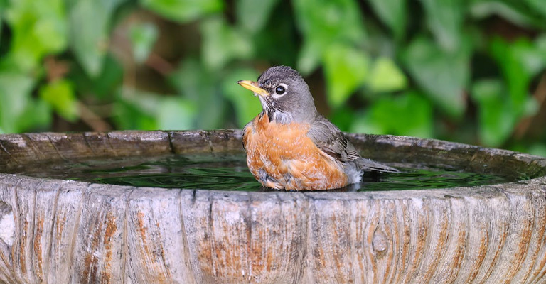 Where Should I Put a Bird Bath