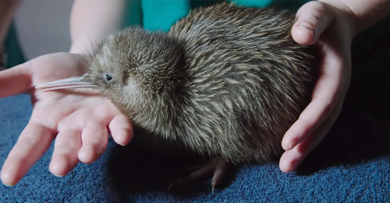 Where You Can Go and See the Kiwi Bird