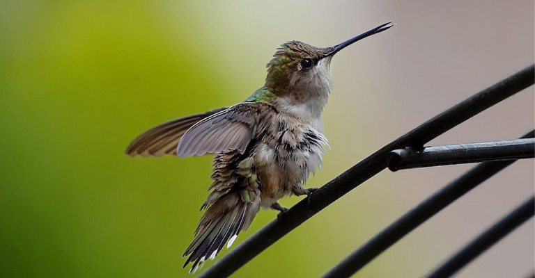 Where to Find Wild Hummingbirds